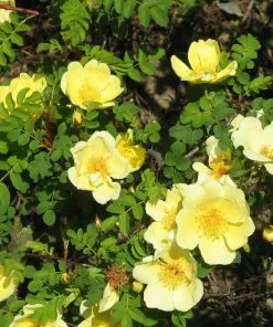 Future Forests Rosa Canary Bird - Old Shrub Rose