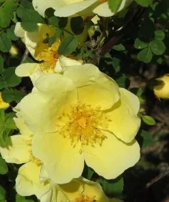 Future Forests Rosa Canary Bird - Old Shrub Rose