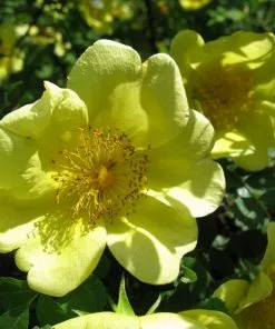 Future Forests Rosa Canary Bird - Old Shrub Rose
