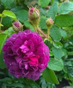 Future Forests Roses Rosa Captaine John Ingram - Old Moss Shrub Rose