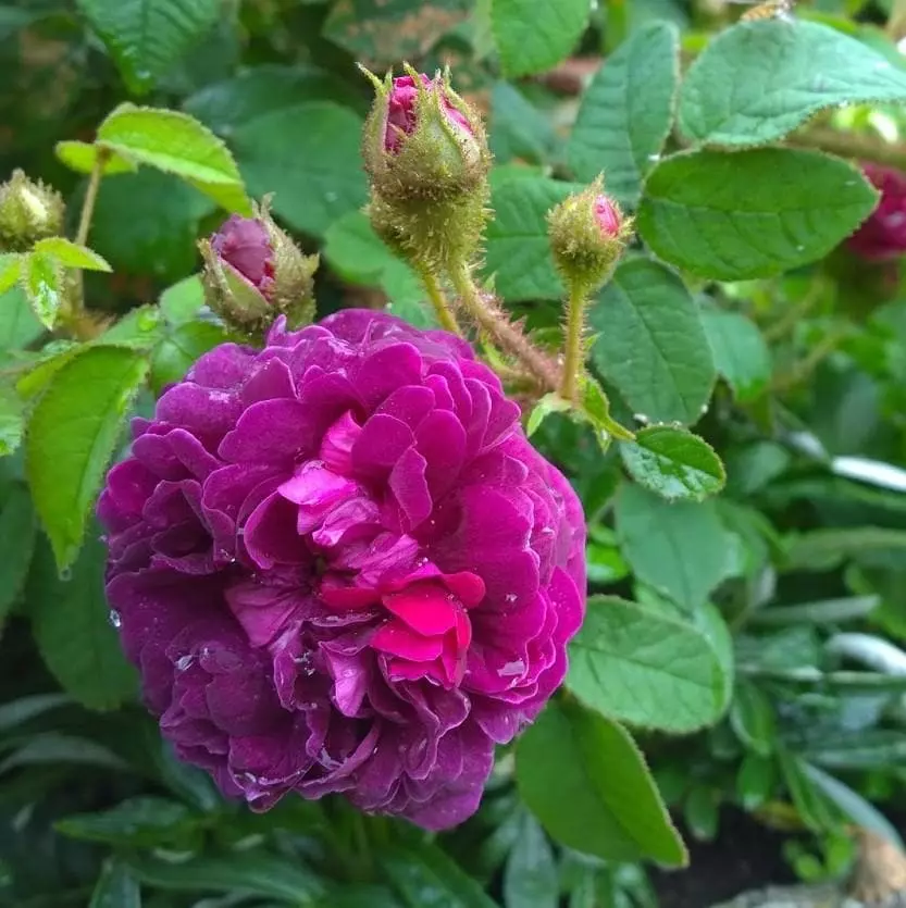 Future Forests Roses Rosa Captaine John Ingram - Old Moss Shrub Rose 4 Future Forests Roses Rosa Captaine John Ingram - Old Moss Shrub Rose