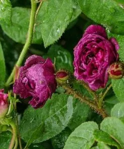 Future Forests Roses Rosa Captaine John Ingram - Old Moss Shrub Rose 9 Future Forests Roses Rosa Captaine John Ingram - Old Moss Shrub Rose