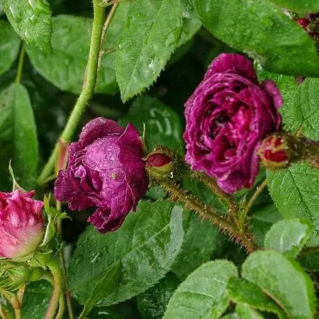 Future Forests Roses Rosa Captaine John Ingram - Old Moss Shrub Rose 5 Future Forests Roses Rosa Captaine John Ingram - Old Moss Shrub Rose