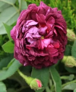 Future Forests Roses Rosa Captaine John Ingram - Old Moss Shrub Rose 10 Future Forests Roses Rosa Captaine John Ingram - Old Moss Shrub Rose