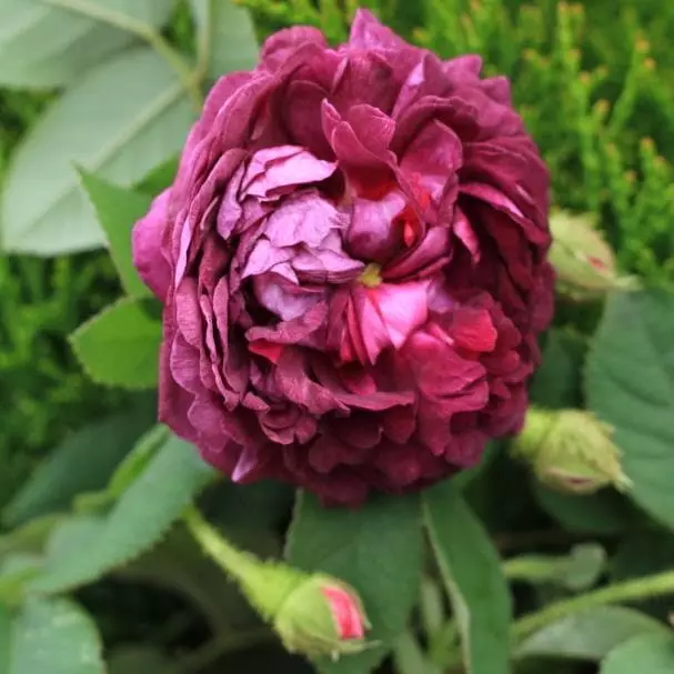 Future Forests Roses Rosa Captaine John Ingram - Old Moss Shrub Rose 6 Future Forests Roses Rosa Captaine John Ingram - Old Moss Shrub Rose