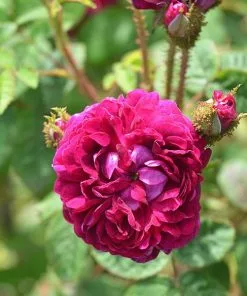 Future Forests Roses Rosa Captaine John Ingram - Old Moss Shrub Rose 11 Future Forests Roses Rosa Captaine John Ingram - Old Moss Shrub Rose