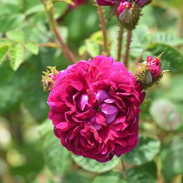 Future Forests Roses Rosa Captaine John Ingram - Old Moss Shrub Rose 7 Future Forests Roses Rosa Captaine John Ingram - Old Moss Shrub Rose