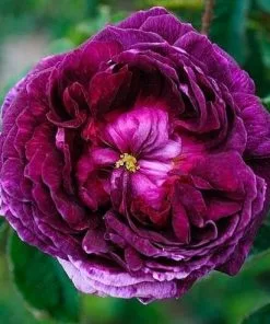 Future Forests Roses Rosa Captaine John Ingram - Old Moss Shrub Rose