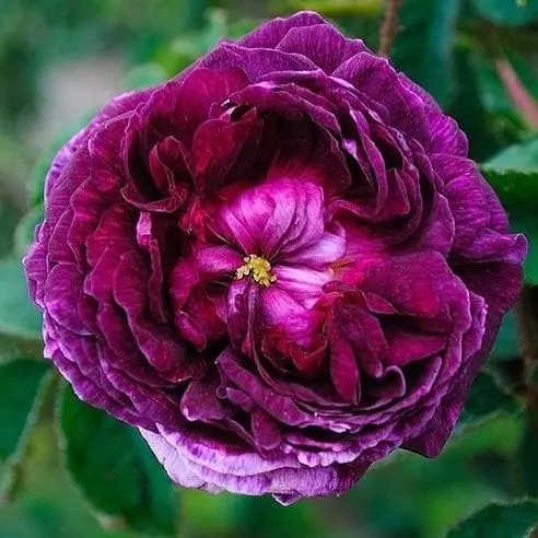 Future Forests Roses Rosa Captaine John Ingram - Old Moss Shrub Rose 3 Future Forests Roses Rosa Captaine John Ingram - Old Moss Shrub Rose