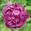 Future Forests Roses Rosa Cardinal De Richelieu - Gallica Shrub Rose