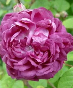 Future Forests Roses Rosa Cardinal De Richelieu - Gallica Shrub Rose