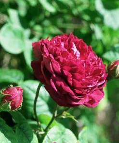 Future Forests Roses Rosa Cardinal De Richelieu - Gallica Shrub Rose