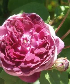 Future Forests Roses Rosa Cardinal De Richelieu - Gallica Shrub Rose