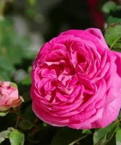 Future Forests Roses Rosa Cardinal De Richelieu - Gallica Shrub Rose