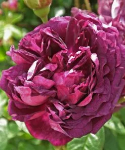 Future Forests Roses Rosa Cardinal De Richelieu - Gallica Shrub Rose