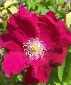 Future Forests Rosa Carmen - Rugosa Rose
