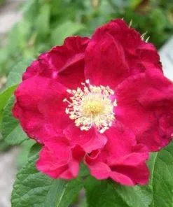 Future Forests Rosa Carmen - Rugosa Rose