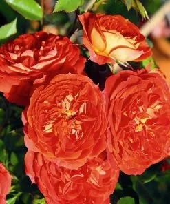 Future Forests Rosa Carmen - Rugosa Rose