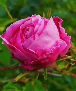 Future Forests Rosa Centifolia - Old Shrub Rose