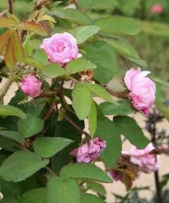 Future Forests Rosa Centifolia - Old Shrub Rose 9 Future Forests Rosa Centifolia - Old Shrub Rose