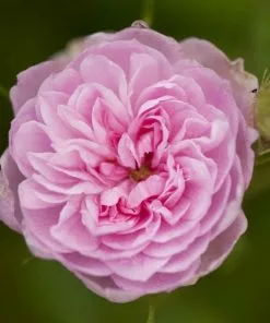 Future Forests Rosa Centifolia - Old Shrub Rose