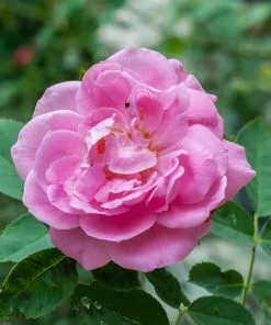 Future Forests Rosa Centifolia - Old Shrub Rose 10 Future Forests Rosa Centifolia - Old Shrub Rose