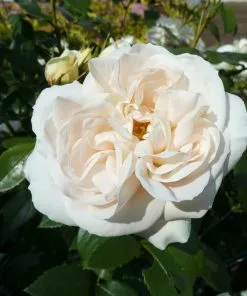 Future Forests Rosa Champagne Moment - Floribunda Shrub Rose Roses