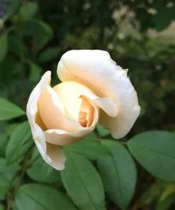 Future Forests Rosa Champagne Moment - Floribunda Shrub Rose Roses