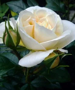 Future Forests Rosa Champagne Moment - Floribunda Shrub Rose Roses