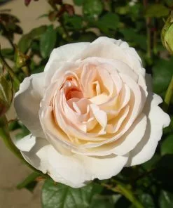 Future Forests Rosa Champagne Moment - Floribunda Shrub Rose Roses