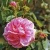 Future Forests Rosa Chapeau De Napoleon - Old Moss Shrub Rose Roses