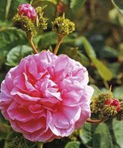 Future Forests Rosa Chapeau De Napoleon - Old Moss Shrub Rose Roses