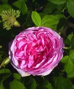 Future Forests Rosa Chapeau De Napoleon - Old Moss Shrub Rose Roses