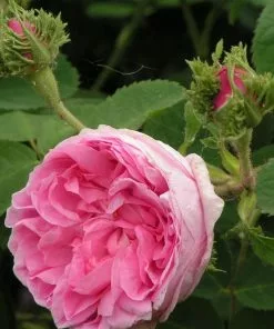 Future Forests Rosa Chapeau De Napoleon - Old Moss Shrub Rose Roses