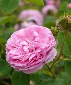 Future Forests Rosa Chapeau De Napoleon - Old Moss Shrub Rose Roses