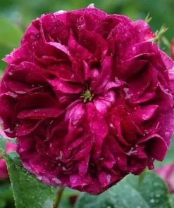 Future Forests Rosa Charles De Mills - Old Gallica Shrub Rose