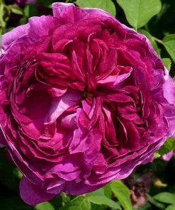 Future Forests Rosa Charles De Mills - Old Gallica Shrub Rose