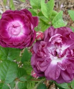 Future Forests Rosa Charles De Mills - Old Gallica Shrub Rose