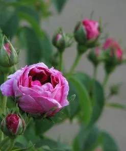 Future Forests Rosa Charles De Mills - Old Gallica Shrub Rose