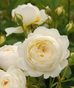 Future Forests Rosa Claire Austin - David Austin Climbing Rose