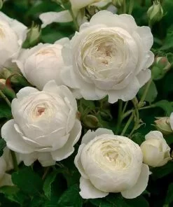 Future Forests Rosa Claire Austin - David Austin Climbing Rose