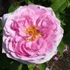 Future Forests Rosa Compte De Chambord - Old Portland Shrub Rose