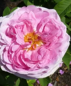 Future Forests Rosa Compte De Chambord - Old Portland Shrub Rose