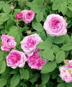 Future Forests Rosa Compte De Chambord - Old Portland Shrub Rose