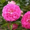 Future Forests Climbers Rosa Dorothy Perkins - Rambling Rose