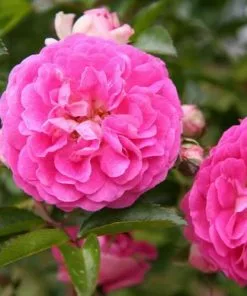 Future Forests Climbers Rosa Dorothy Perkins - Rambling Rose