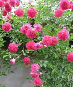 Future Forests Climbers Rosa Dorothy Perkins - Rambling Rose