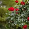 Future Forests Rosa Dublin Bay - Climbing Rose