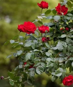 Future Forests Rosa Dublin Bay - Climbing Rose