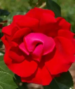 Future Forests Rosa Dublin Bay - Climbing Rose